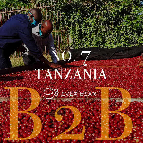 To maskerede individer sorterer røde tanzaniske Peaberry kaffekirsebær under solen, med "No. 07 · Tanzania (w)" og "EverBean" fremtrædende. Frodige grønne træer i baggrunden fanger essensen af Tanzanias kaffeproduktion.