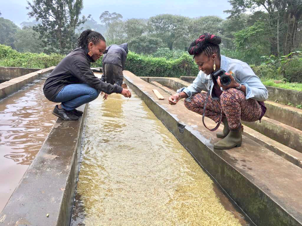 To kvinder inspicerer kaffebønner ved en vandkanal for det perfekte Chemex-bryg, mens den ene holder et kamera. En tredje person observerer i baggrunden. De udendørs omgivelser ligner en Kenya kaffeplantage, med træer og frodige grønne områder. Produkt: Chemex Barista Pakke (6 pax) fra Chemex & EverBean.